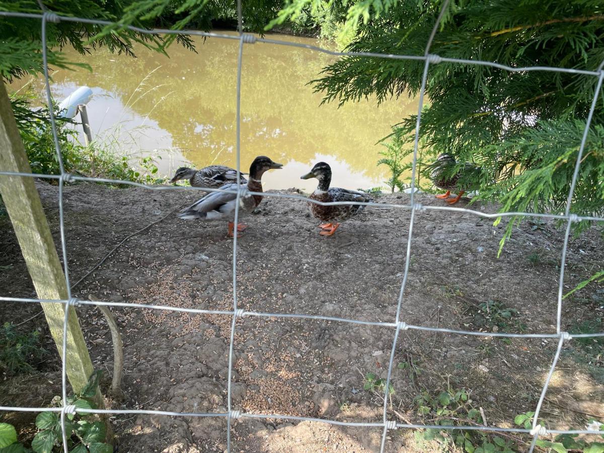 Mallard S Retreat Blandford Forum Exterior foto
